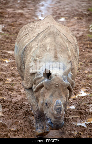 Eine junge indische Nashorn zu Fuß auf einem schlammigen Weg Stockfoto