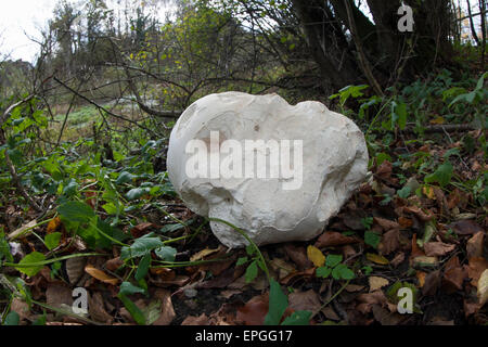 Giant Puffball, Puffball Mushroom, Riesenbovist, Riesen-Bovist, Riesen-Stäubling, Calvatia Gigantea, Langermannia gigantea Stockfoto