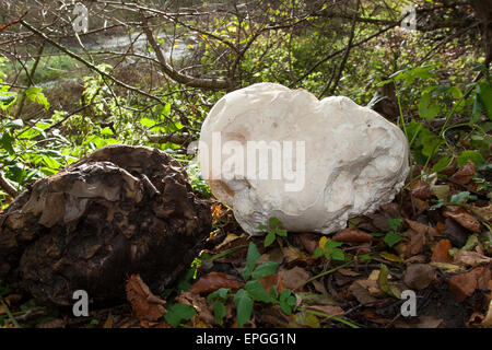 Giant Puffball, Puffball Mushroom, Riesenbovist, Riesen-Bovist, Riesen-Stäubling, Calvatia Gigantea, Langermannia gigantea Stockfoto