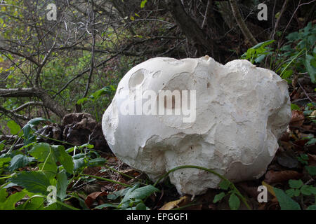 Giant Puffball, Puffball Mushroom, Riesenbovist, Riesen-Bovist, Riesen-Stäubling, Calvatia Gigantea, Langermannia gigantea Stockfoto