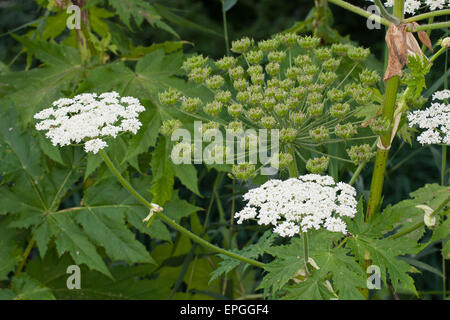 Bärenklau, riesige Kuh Pastinake, Riesen-Bärenklau, Riesenbärenklau, Herkulesstaude, Heracleum Mantegazzianum, H. Giganteum Stockfoto