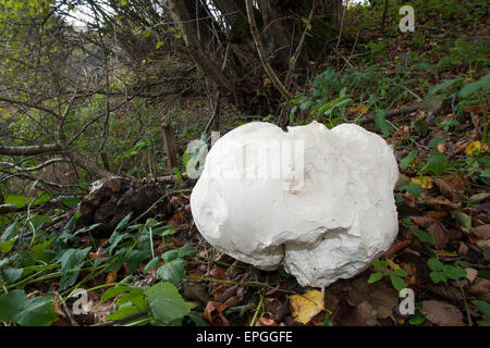 Giant Puffball, Puffball Mushroom, Riesenbovist, Riesen-Bovist, Riesen-Stäubling, Calvatia Gigantea, Langermannia gigantea Stockfoto