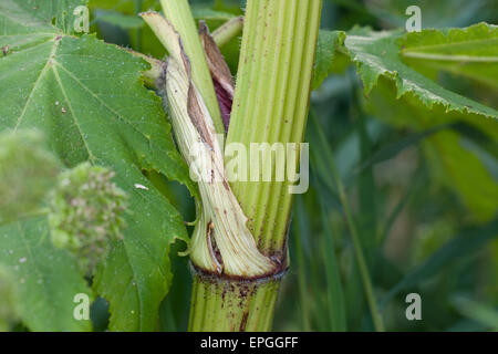 Bärenklau, riesige Kuh Pastinake, Riesen-Bärenklau, Riesenbärenklau, Herkulesstaude, Heracleum Mantegazzianum, H. Giganteum Stockfoto