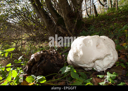 Giant Puffball, Puffball Mushroom, Riesenbovist, Riesen-Bovist, Riesen-Stäubling, Calvatia Gigantea, Langermannia gigantea Stockfoto