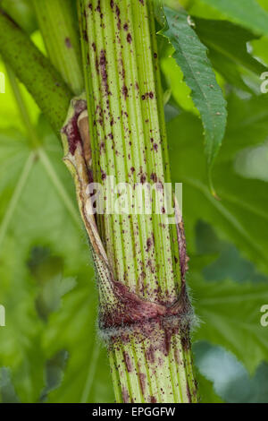 Bärenklau, riesige Kuh Pastinake, Riesen-Bärenklau, Riesenbärenklau, Herkulesstaude, Heracleum Mantegazzianum, H. Giganteum Stockfoto