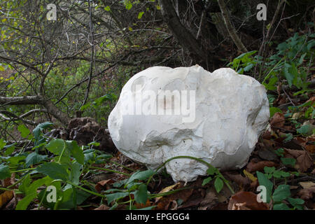 Giant Puffball, Puffball Mushroom, Riesenbovist, Riesen-Bovist, Riesen-Stäubling, Calvatia Gigantea, Langermannia gigantea Stockfoto