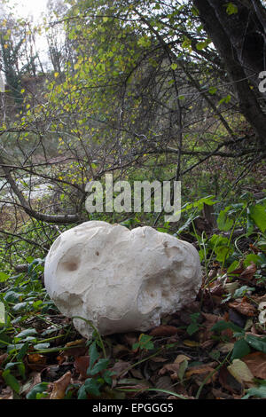 Giant Puffball, Puffball Mushroom, Riesenbovist, Riesen-Bovist, Riesen-Stäubling, Calvatia Gigantea, Langermannia gigantea Stockfoto