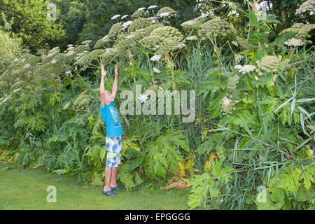 Bärenklau, riesige Kuh Pastinake, Riesen-Bärenklau, Riesenbärenklau, Herkulesstaude, Heracleum Mantegazzianum, H. Giganteum Stockfoto