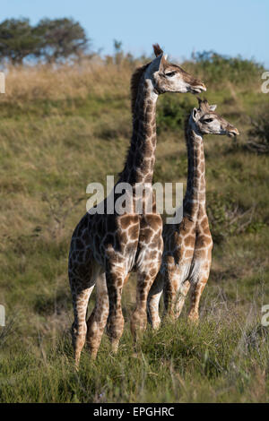 Südafrika, Eastern Cape, East London. Inkwenkwezi Game Reserve. Giraffe (Wild: Giraffe Giraffa) in Grünland Lebensraum. Stockfoto