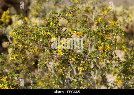 Ein Foto von einige gelbe Wildblumen im Joshua Tree National Park in Kalifornien. Larrea Tridentata wissenschaftlich genannt. Stockfoto