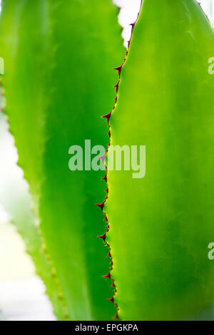 Agave Bovicornuta.  Kuhhorns Agave Stockfoto