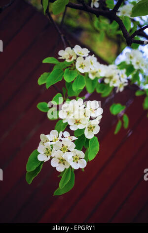 Blühender Zweig mit weißen Blüten auf Bokeh grünen Hintergrund. Geringe Schärfentiefe. Selektiven Fokus. Vertikale erschossen. Stockfoto