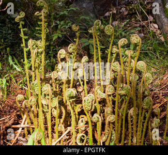 Junge Triebe Wurmfarn (Dryopteris Filix-Mas) Stockfoto