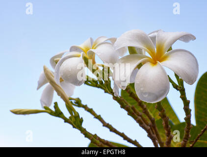 Frangipani - Plumeria Blume Stockfoto