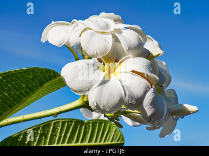Frangipani - Plumeria Blume Stockfoto