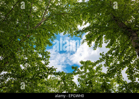 grüne Bäume unten und der Himmel Stockfoto