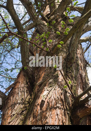 Dawn Redwood, Metasequoia Glyptostroboides, Stamm, Äste und die jungen Blätter im Frühling, Botanischer Garten in Oslo Norwegen Stockfoto