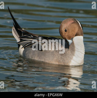 NÖRDLICHE PINTAIL (Anas Acuta) männlich oder Drake putzen, Esquimalt Lagune, Victoria BC, Kanada Stockfoto