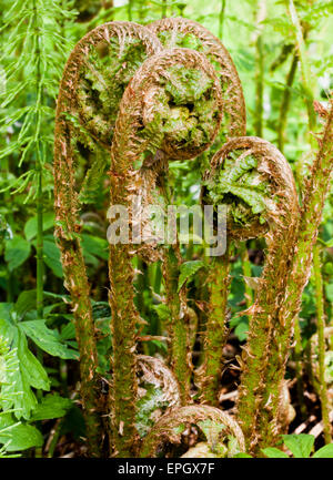 Schmale Buckler-Farn jungen Triebe (Dryopteris Carthusiana) Stockfoto