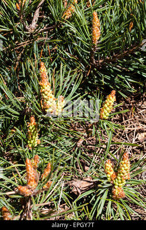 Blüte-Kiefer (Pinus Sylvestris) Stockfoto