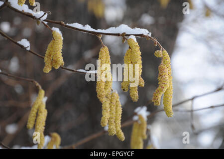 Hazel Kätzchen Stockfoto