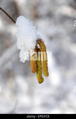 Hazel Kätzchen Stockfoto
