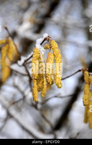 Hazel Kätzchen Stockfoto