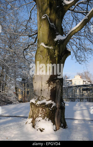 Lila Buche Stockfoto