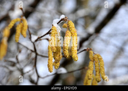 Hazel Kätzchen Stockfoto