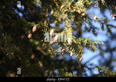 Hemlock Tanne, Zapfen Stockfoto