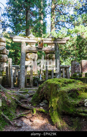 Friedhof von Okunoin, Koyasan. Hohe Zedern mit steinernen Torii-Tor und zwei großen gorin-to, 5 Steinpagoden, mit moosbedeckten Baumstämmen im Vordergrund. Stockfoto