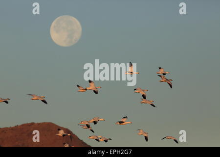 Schneegänse fliegen vor Vollmond Stockfoto