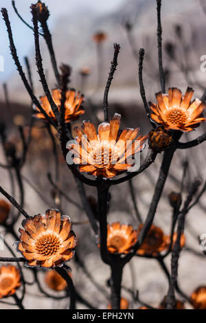 Proteas verbrannt, während ein Lauffeuer Stockfoto