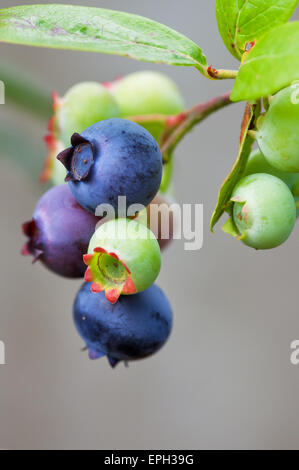 Heidelbeer-Früchte Stockfoto