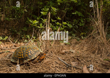 Bunte weibliche östliche Kasten-Schildkröte - Terrapene carolina Stockfoto