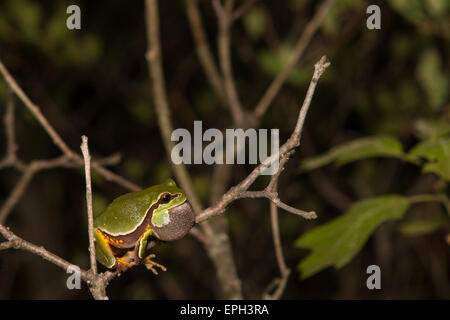 Pine Barrens Laubfrosch ruft aus einem Zweig - Hyla andersonii Stockfoto