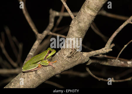 Pine Barrens Treefrog - Hyla andersonii Stockfoto