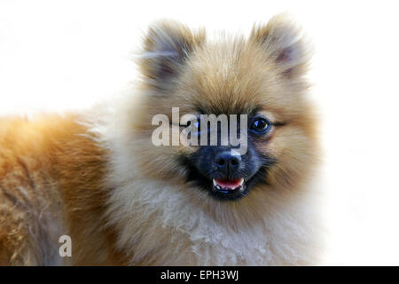 Pommerschen Hund Stockfoto