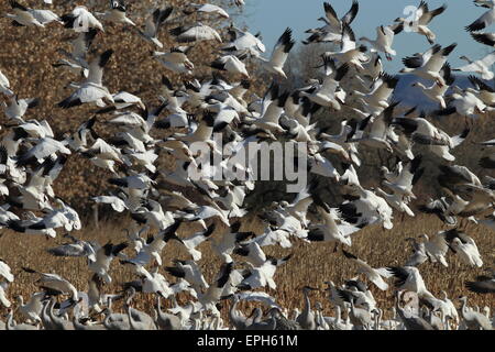 Schneegänse Bosque del Apache Stockfoto