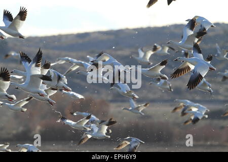 Schneegänse Bosque del Apache Stockfoto