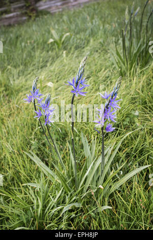 Blaue Camassia Quamash Blume Spitzen blühen im Frühjahr auf Great Dixter, in einem Garten von Christopher Lloyd in Northiam, East Sussex, UK Stockfoto