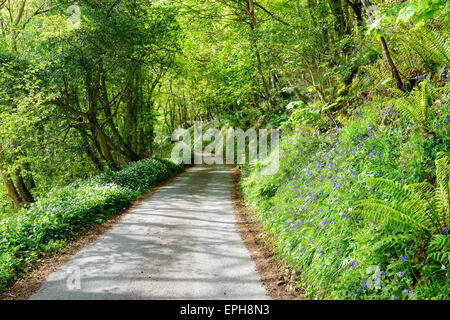 Eine schöne Landstraße in Cornwall, gesäumt von Bärlauch und Glockenblumen Stockfoto