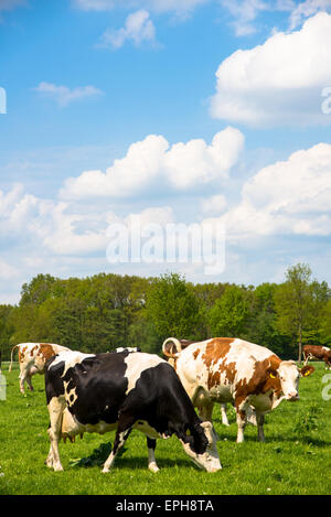 Kühe auf der Weide Stockfoto