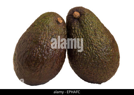 Nahaufnahme von zwei ganzen Hass Avocado (oder Alligator Pear), isoliert auf weißem Hintergrund Stockfoto