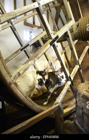 Esel Arbeit arbeiten Mühlrad im Carisbrooke Castle auf der Isle Of Wight Stockfoto