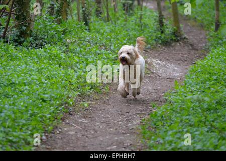 Labradoodle Welpen laufen über einen Waldweg Stockfoto