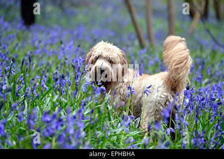 Labradoodle Welpen in einem Wald Glockenblumen Stockfoto