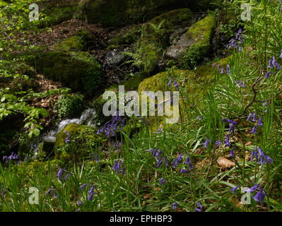 Glockenblumen auf Hardcastle Klippen. Stockfoto