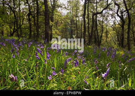 Glockenblumen auf Hardcastle Klippen. Stockfoto