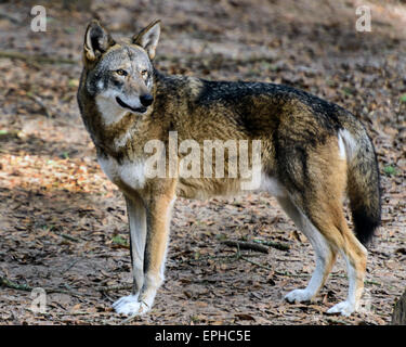 Red Wolf Stockfoto